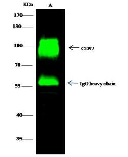 Invitrogen CD97 Polyclonal Antibody 100 &mu;L; Unconjugated:Antibodies,