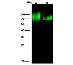 Invitrogen CD97 Polyclonal Antibody 100 &mu;L; Unconjugated:Antibodies,