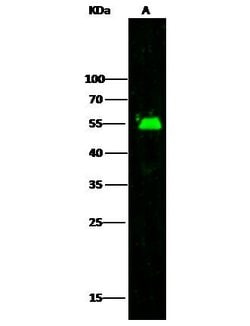 Invitrogen ADSL Polyclonal Antibody 100 &mu;L; Unconjugated:Antibodies,