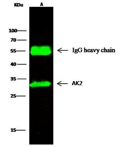 Invitrogen Adenylate Kinase 2 Polyclonal Antibody 100 &mu;L; Unconjugated:Antibodies,