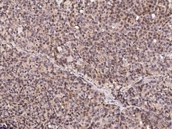 Invitrogen Alivin 1 Polyclonal Antibody 100 &mu;L; Unconjugated:Antibodies,