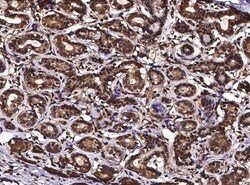 Invitrogen Alivin 1 Polyclonal Antibody 100 &mu;L; Unconjugated:Antibodies,