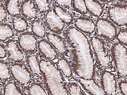 Invitrogen Alivin 1 Polyclonal Antibody 100 &mu;L; Unconjugated:Antibodies,