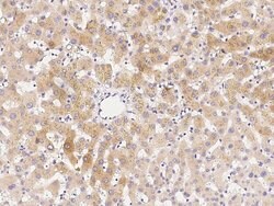 Invitrogen DOG-1 Polyclonal Antibody 100 &mu;L; Unconjugated:Antibodies,