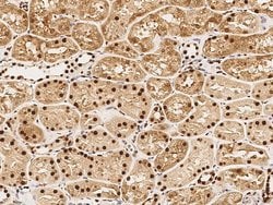 Invitrogen PHAP I Polyclonal Antibody 100 &mu;L; Unconjugated:Antibodies,