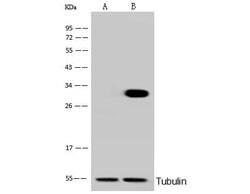 Invitrogen PHAP I Polyclonal Antibody 100 &mu;L; Unconjugated:Antibodies,