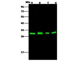 Invitrogen PHAP I Polyclonal Antibody 100 &mu;L; Unconjugated:Antibodies,