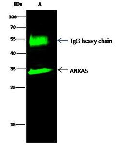 Invitrogen Annexin V Polyclonal Antibody 100 &mu;L; Unconjugated:Antibodies,
