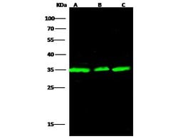 Invitrogen Annexin V Polyclonal Antibody 100 &mu;L; Unconjugated:Antibodies,