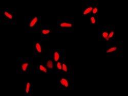 Invitrogen APE1 Polyclonal Antibody 100 &mu;L; Unconjugated:Antibodies,