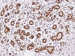Invitrogen APE1 Polyclonal Antibody 100 &mu;L; Unconjugated:Antibodies,