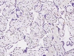 Invitrogen APE1 Polyclonal Antibody 100 &mu;L; Unconjugated:Antibodies,