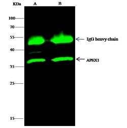 Invitrogen APE1 Polyclonal Antibody 100 &mu;L; Unconjugated:Antibodies,