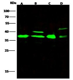 Invitrogen APE1 Polyclonal Antibody 100 &mu;L; Unconjugated:Antibodies,