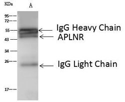 Invitrogen Apelin Receptor Polyclonal Antibody 100 &mu;L; Unconjugated:Antibodies,