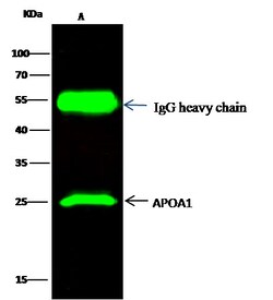 Invitrogen ApoA1 Polyclonal Antibody 100 &mu;L; Unconjugated:Antibodies,