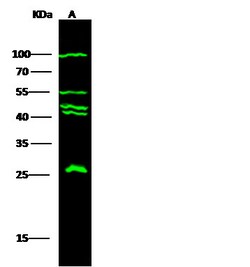 Invitrogen ApoA1 Polyclonal Antibody 100 &mu;L; Unconjugated:Antibodies,