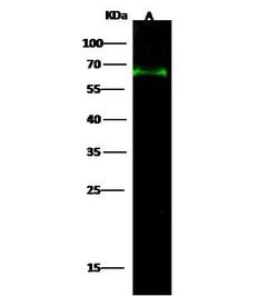 Invitrogen ATF Polyclonal Antibody 100 &mu;L | Buy Online | Invitrogen&trade; | Fisher Scientific