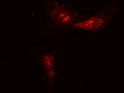 Invitrogen ATG12 Polyclonal Antibody 100 &mu;L; Unconjugated:Antibodies,