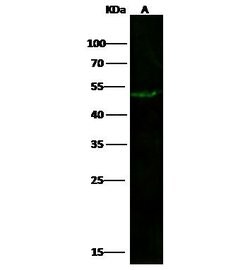 Invitrogen ATG12 Polyclonal Antibody 100 &mu;L; Unconjugated:Antibodies,