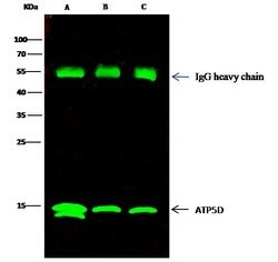 Invitrogen ATP5D Polyclonal Antibody 100 &mu;L; Unconjugated:Antibodies,