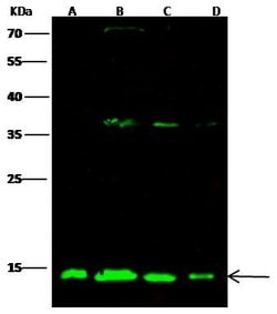 Invitrogen ATP5D Polyclonal Antibody 100 &mu;L; Unconjugated:Antibodies,