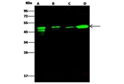 Invitrogen ATXN7L3 Polyclonal Antibody 100 &mu;L | Buy Online | Invitrogen&trade; | Fisher Scientific