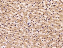 Invitrogen AZGP1 Polyclonal Antibody 100 &mu;L; Unconjugated:Antibodies,