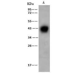 Invitrogen AZGP1 Polyclonal Antibody 100 &mu;L; Unconjugated:Antibodies,