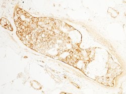 Invitrogen BCAM Polyclonal Antibody 100 &mu;L; Unconjugated:Antibodies,
