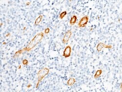 Invitrogen BCAM Polyclonal Antibody 100 &mu;L; Unconjugated:Antibodies,