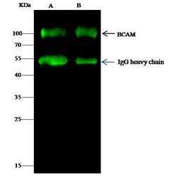 Invitrogen BCAM Polyclonal Antibody 100 &mu;L; Unconjugated:Antibodies,