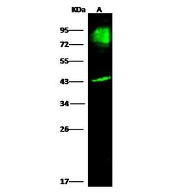 Invitrogen BCAM Polyclonal Antibody 100 &mu;L; Unconjugated:Antibodies,