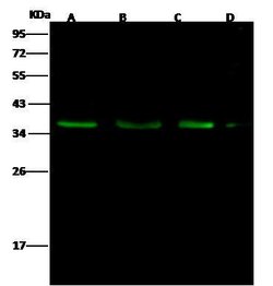 Invitrogen BIK Polyclonal Antibody 100 &mu;L | Buy Online | Invitrogen&trade; | Fisher Scientific