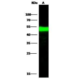 Invitrogen BLMH Polyclonal Antibody 100 &mu;L; Unconjugated:Antibodies,