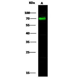 Invitrogen BLNK Polyclonal Antibody 100 &mu;L; Unconjugated:Antibodies,