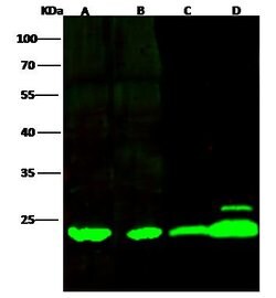 Invitrogen Flavin reductase Polyclonal Antibody 100 &mu;L | Buy Online | Invitrogen&trade; | Fisher Scientific