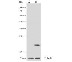 Invitrogen Flavin reductase Polyclonal Antibody 100 &mu;L | Buy Online | Invitrogen&trade; | Fisher Scientific