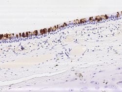 Invitrogen LPlunc1 Polyclonal Antibody 100 &mu;L; Unconjugated:Antibodies,