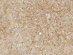 Invitrogen BST-2 Polyclonal Antibody 100 &mu;L; Unconjugated:Antibodies,