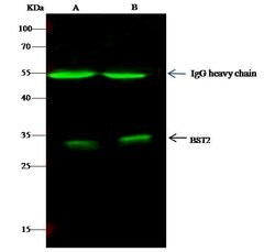 Invitrogen BST-2 Polyclonal Antibody 100 &mu;L; Unconjugated:Antibodies,