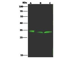 Invitrogen BST-2 Polyclonal Antibody 100 &mu;L; Unconjugated:Antibodies,