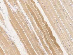 Invitrogen BVES Polyclonal Antibody 100 &mu;L; Unconjugated:Antibodies