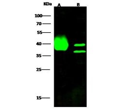 Invitrogen BVES Polyclonal Antibody 100 &mu;L; Unconjugated:Antibodies