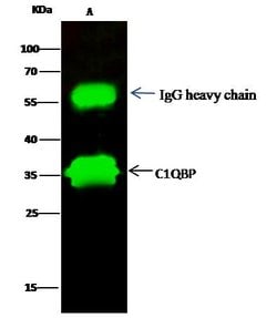Invitrogen C1QBP Polyclonal Antibody 100 &mu;L; Unconjugated:Antibodies,