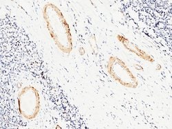 Invitrogen Carbonic Anhydrase III Polyclonal Antibody 100 &mu;L; Unconjugated:Antibodies,