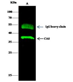 Invitrogen Carbonic Anhydrase VIII Polyclonal Antibody 100 &mu;L; Unconjugated:Antibodies,