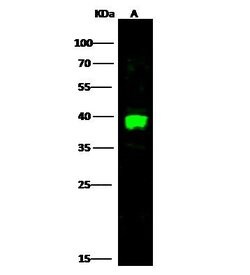 Invitrogen Carbonic Anhydrase VIII Polyclonal Antibody 100 &mu;L; Unconjugated:Antibodies,