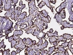 Invitrogen Calreticulin Polyclonal Antibody 100 &mu;L; Unconjugated:Antibodies,