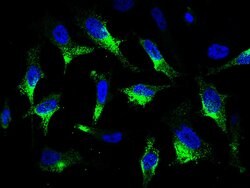 Invitrogen CaMKV Polyclonal Antibody 100 &mu;L; Unconjugated:Antibodies,